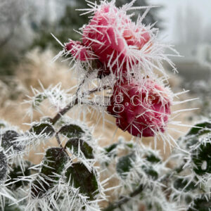 Eisblume
