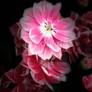 Blume pink/weiß Portraitansicht