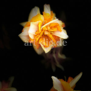 Blume gelb/orange Portraitansicht