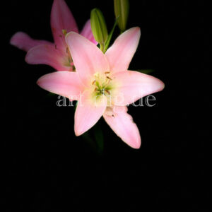 Blume pink Portraitansicht