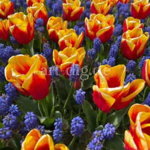 Tulpenfeld rot/orange/blau