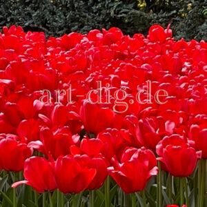 Tulpenfeld rot nah