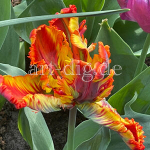 Tulpe feuerfarben gefranst
