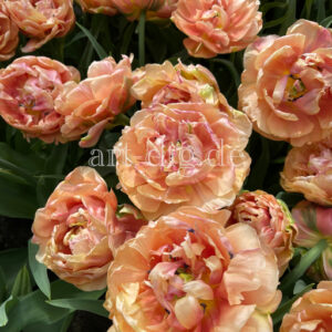 Tulpenfeld fleischfarben