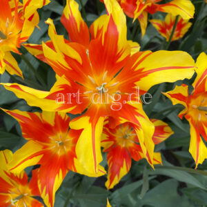 Tulpe feuerfarben