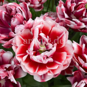 Tulpe weinrot weißer Rand