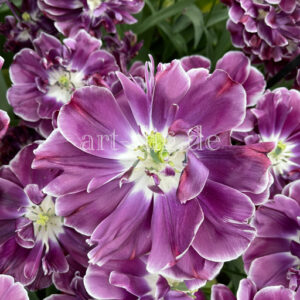 Tulpe lila weißer Rand