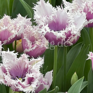 Tulpen lila weißer Rand gefranst