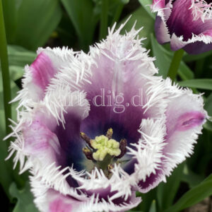Tulpe lila/weiß fransig