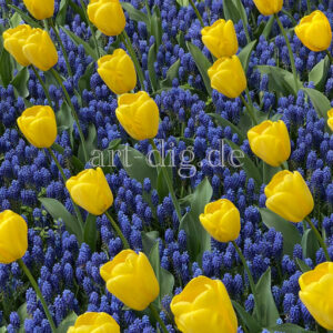 Tulpenfeld gelb/blau