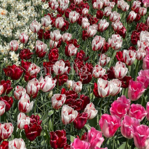 Tulpenfeld rot/rot/weiß