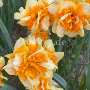 Blumen gelb/orange